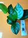 ANUBIA BARTERI Compact Nana