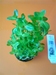 BACOPA Caroliniana