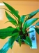 CRYPTOCORYNE Undulatus rouge