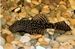 Ancistrus sp.