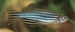 Brachydanio rerio