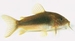 Corydoras aeneus