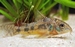 Corydoras paleatus